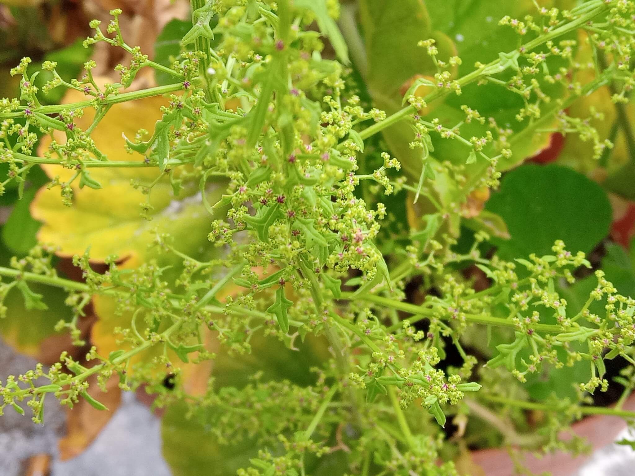 Dysphania graveolens